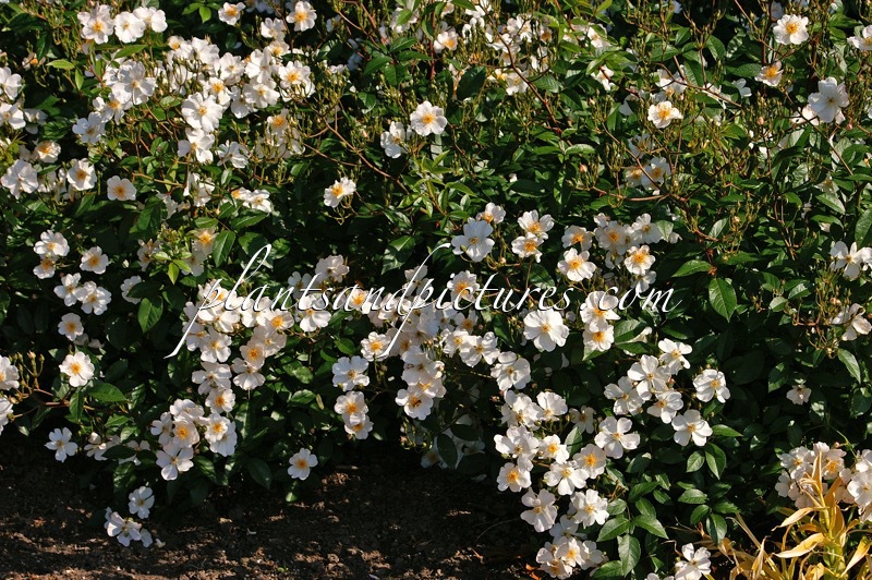 Rosa ‘Silver River’