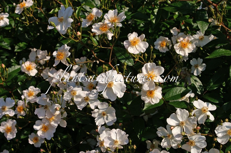 Rosa ‘Silver River’