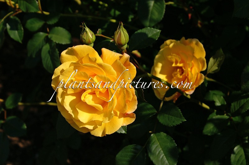 Rosa ‘Postillon’