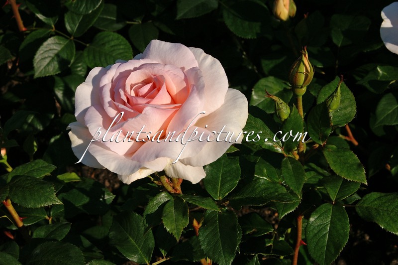 Rosa ‘Peafanfare’ (A WHITER SHADE OF PALE)