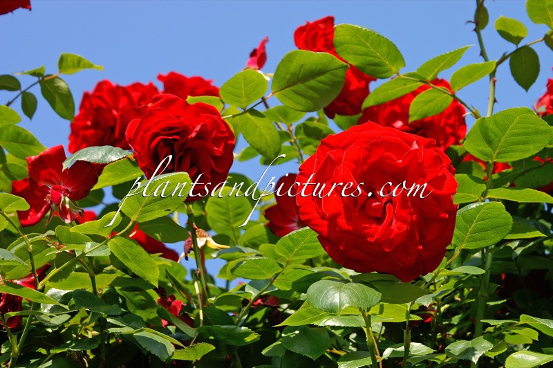 Rosa ‘Mactel’ (GRAND HOTEL)