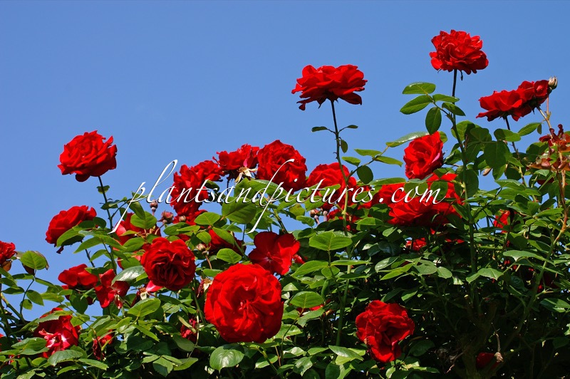 Rosa ‘Mactel’ (GRAND HOTEL)