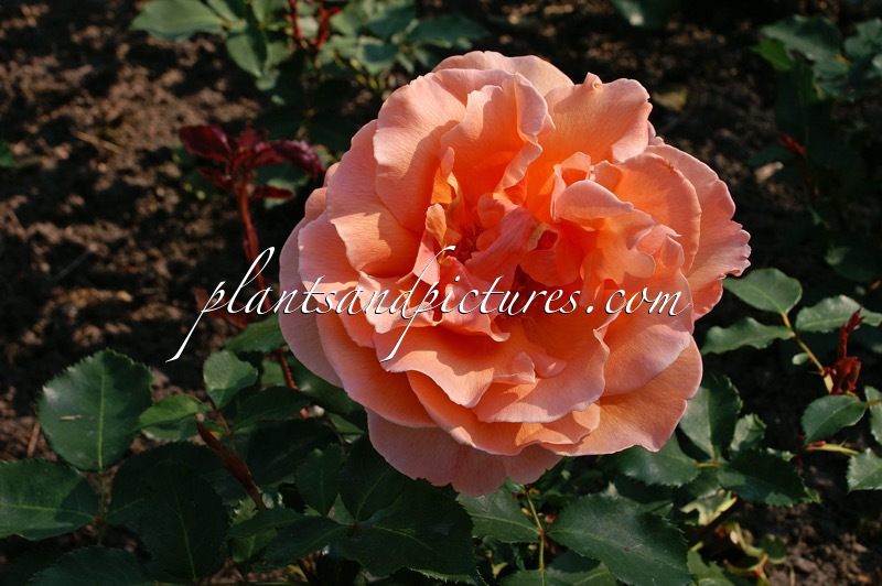 Rosa ‘Just Joey’