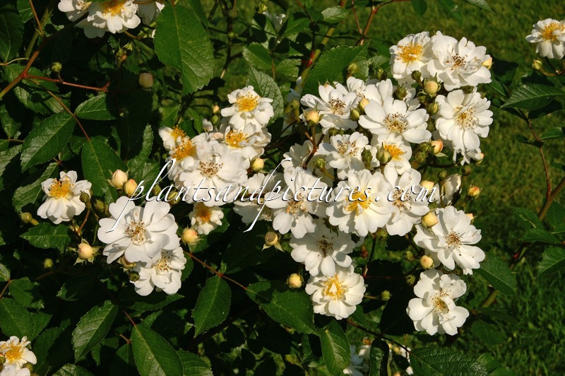 Rosa ‘Lenalbi’ (GUIRLANDE D’AMOUR)