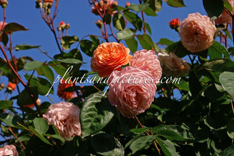 Rosa ‘Auslea’ (LEANDER)