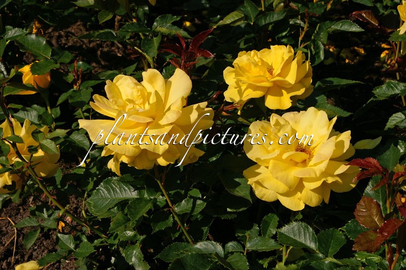 Rosa ‘Korresia’ (FRISIA)