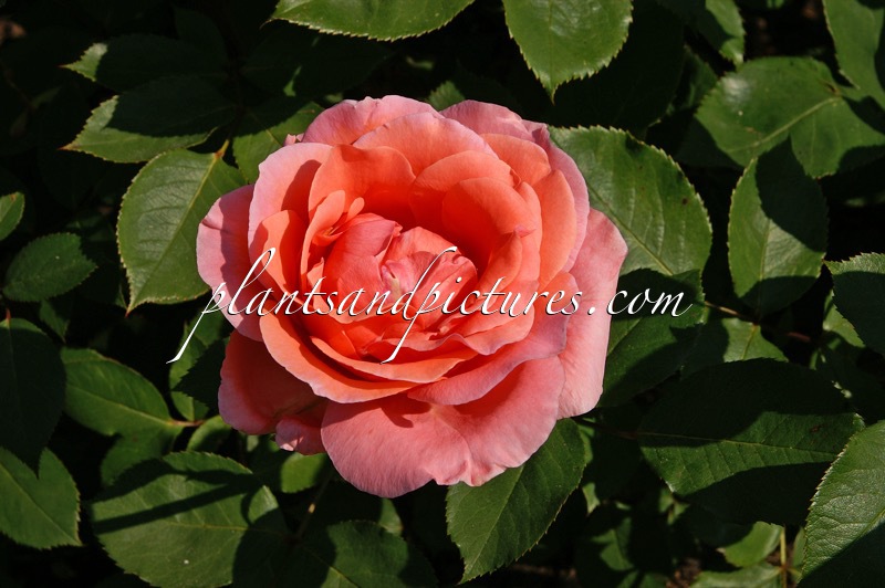 Rosa ‘Blessings’