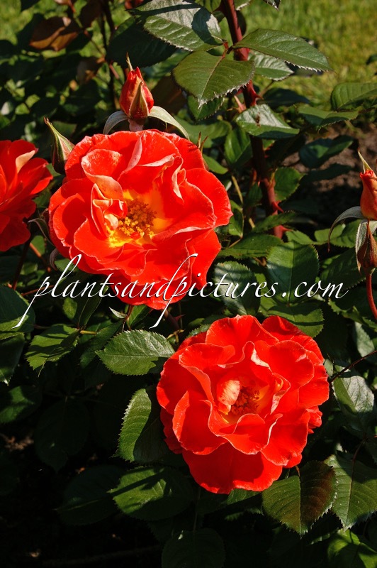 Rosa ‘Rock and Roll’