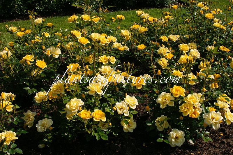 Rosa ‘Jacsego’ (DOLLY DOT)