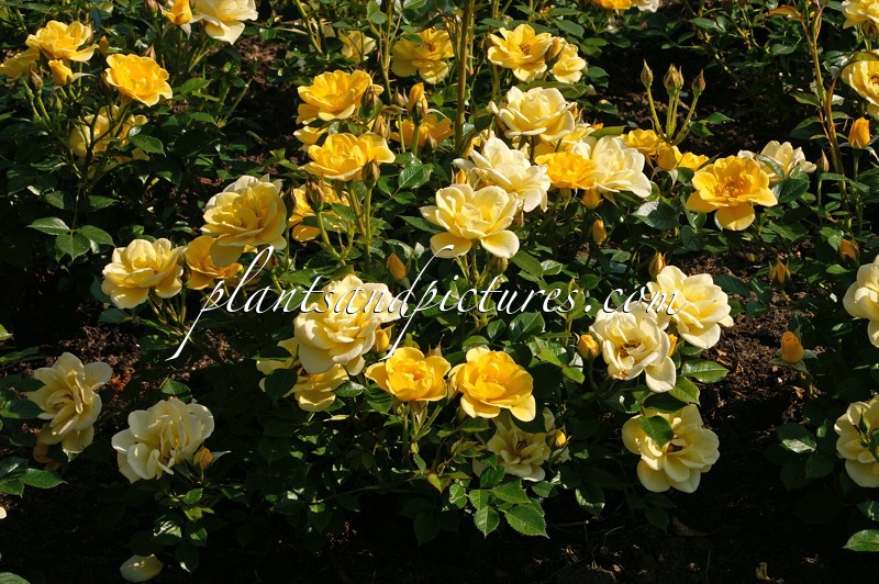 Rosa ‘Jacsego’ (DOLLY DOT)