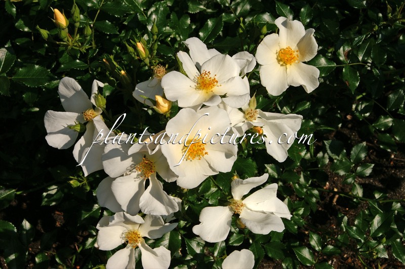 Rosa ‘Bokrarug’ (RUGBY)