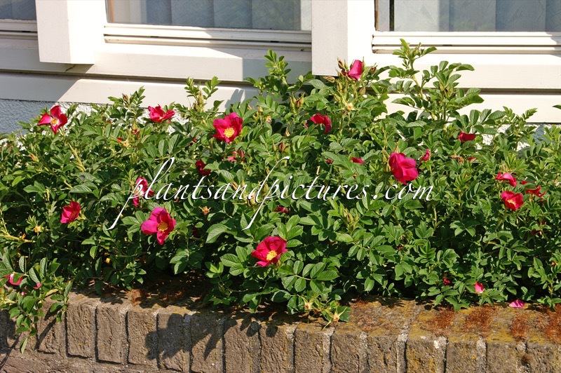 Rosa ‘Bokratrack’ (SHORT TRACK)