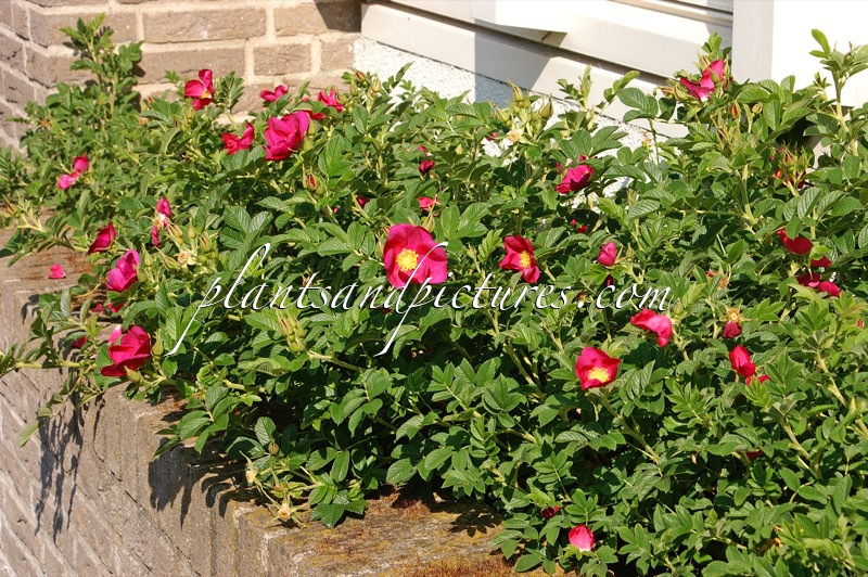 Rosa ‘Bokratrack’ (SHORT TRACK)