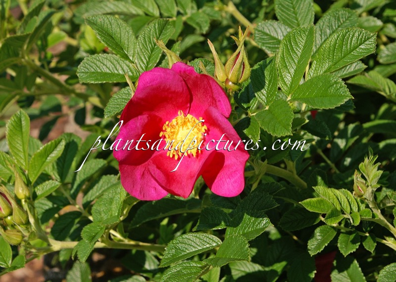 Rosa ‘Bokratrack’ (SHORT TRACK)