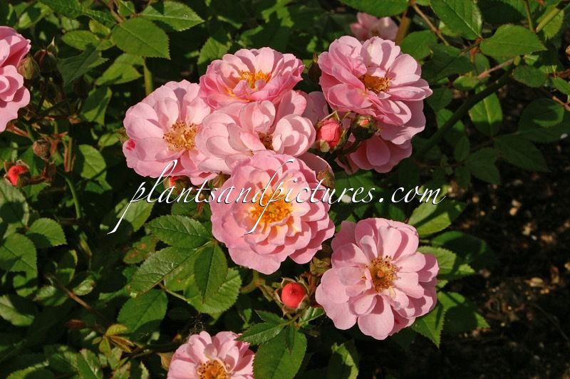 Rosa ‘Ivtahockey’ (HOCKEY)