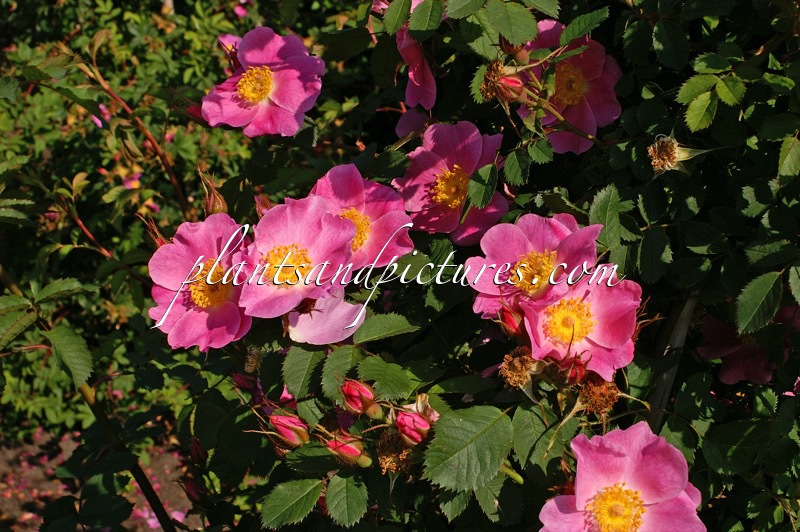 Rosa hibernica