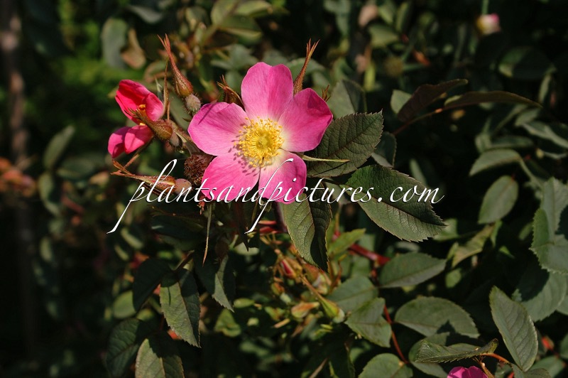 Rosa ‘Carmenetta’