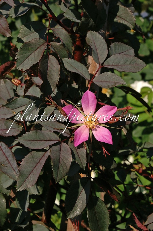 Rosa glauca