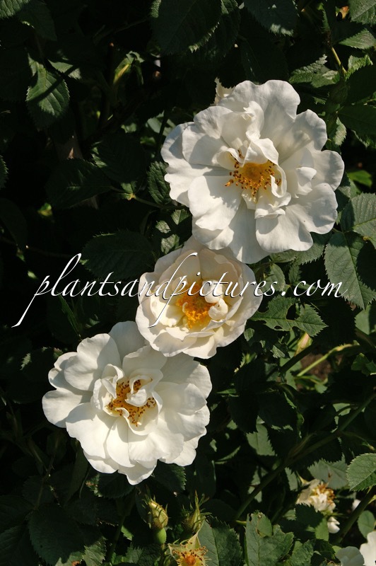 Rosa ‘Alba-semiplena’