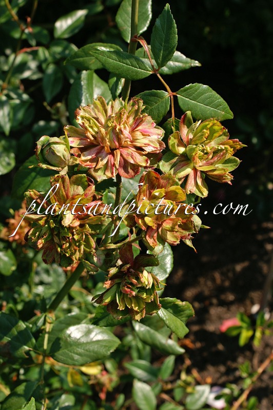 Rosa ‘Green Rose’