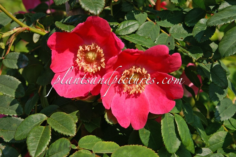 Rosa ‘Ina Belder’