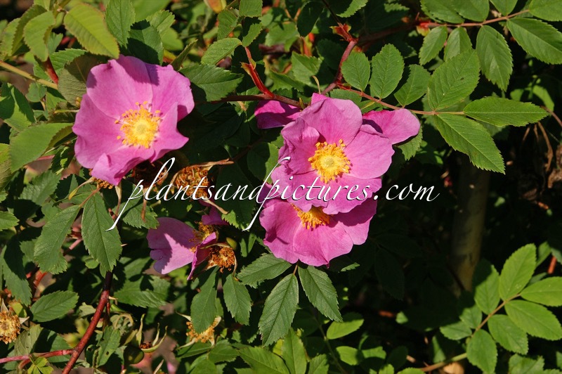 Rosa acicularis var. nipponensis