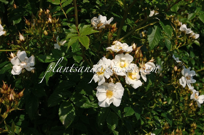 Rosa ‘Polstjärnan’