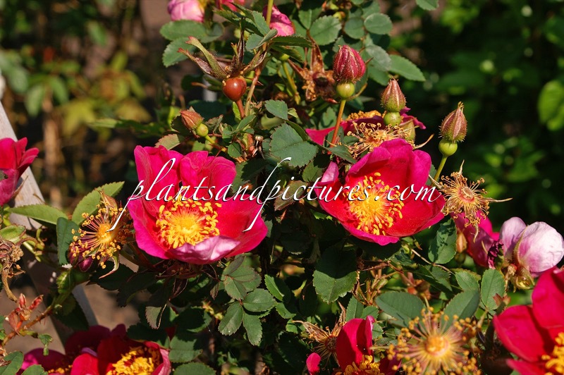 Rosa spinosissima ‘Rubra’