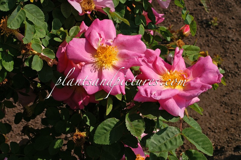 Rosa ‘Marguerite Hilling’
