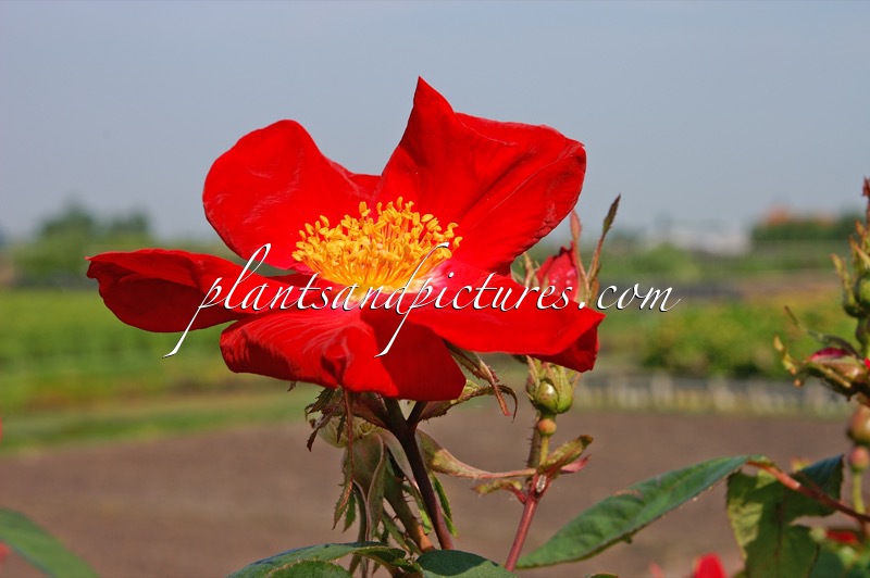 Rosa ‘Scharlachglut’