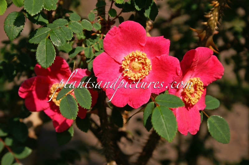 Rosa sweginzowii ‘Macrocarpa’