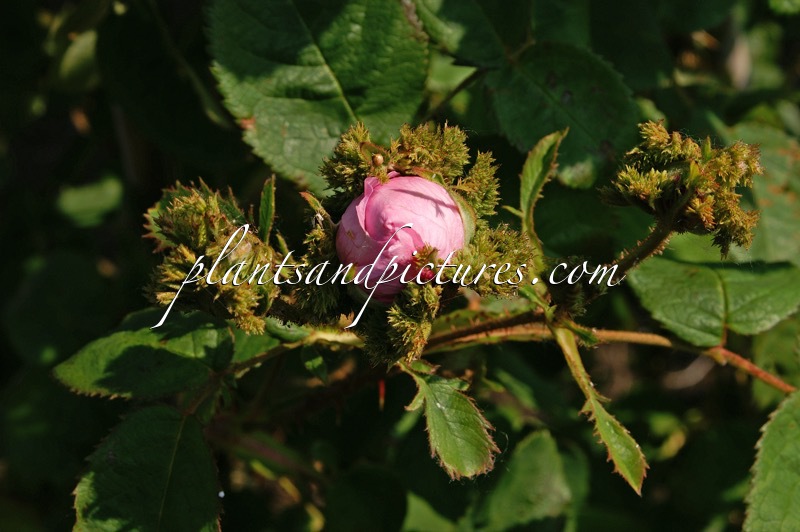 Rosa centifolia ‘Cristata’