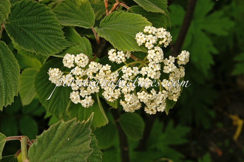 Viburnum