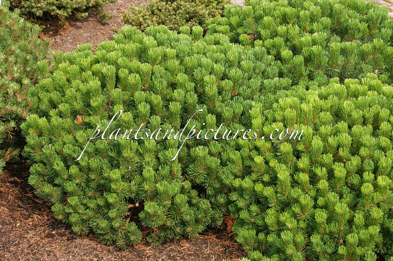 Pinus mugo ‘Sherwood Compact’
