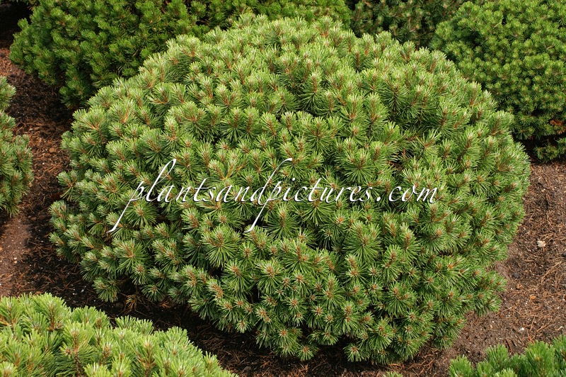 Pinus mugo ‘Echiniformis’