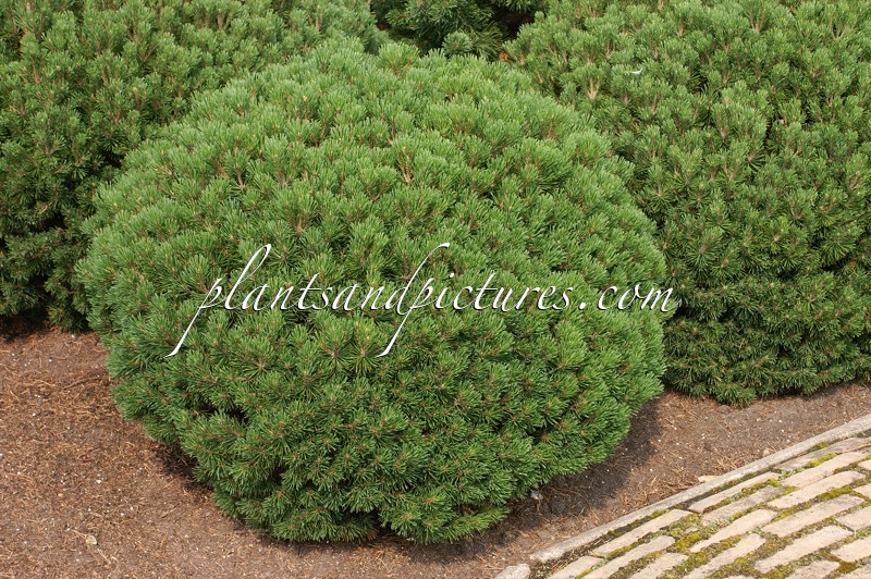Pinus mugo ‘Grüne Kugel’