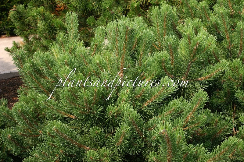 Pinus mugo ‘Dunajec’