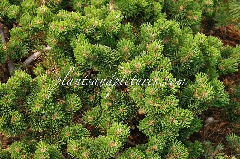 Pinus mugo ‘Jakobsen’