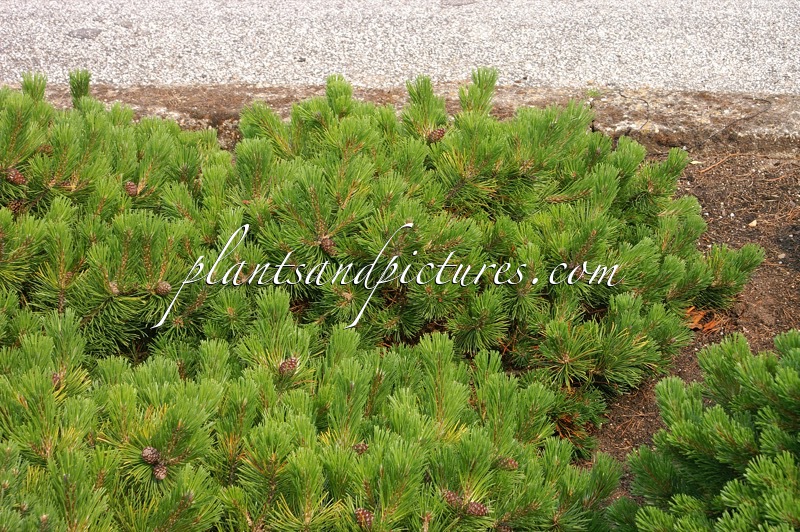 Pinus mugo ‘Corley’s Mat’