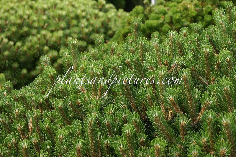 Pinus mugo ‘Yaffl Hill’