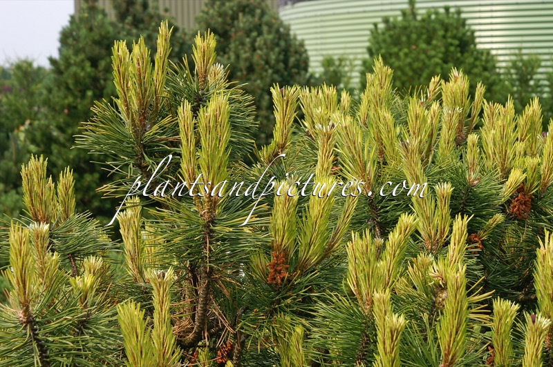 Pinus mugo ‘Marand’