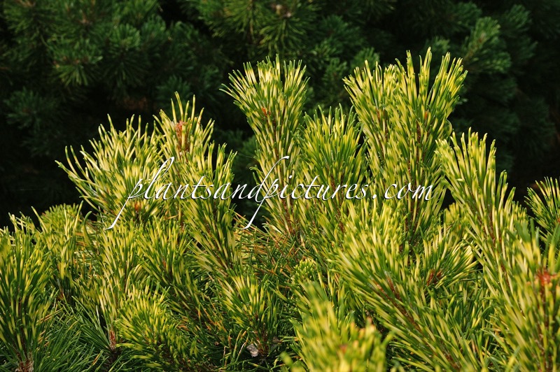 Pinus mugo ‘Sunshine’