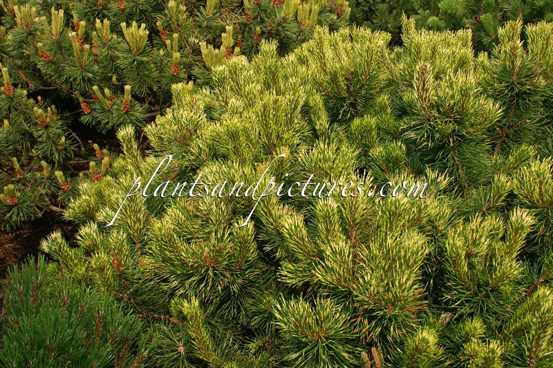 Pinus mugo ‘Sunshine’