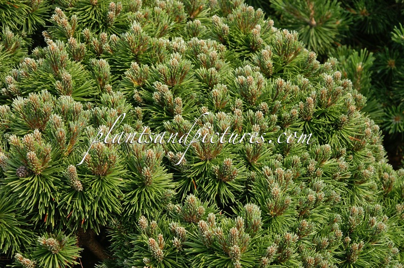 Pinus mugo ‘Allgäu’