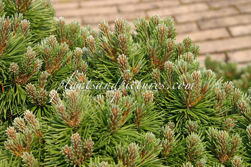 Pinus mugo ‘Allgäu’