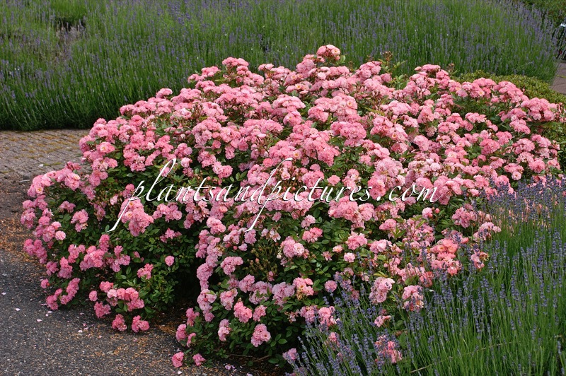 Rosa ‘Ivtatriathlon’ (TRIATHLON)