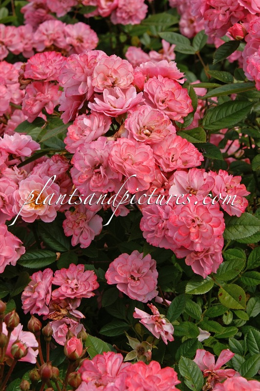 Rosa ‘Ivtatriathlon’ (TRIATHLON)