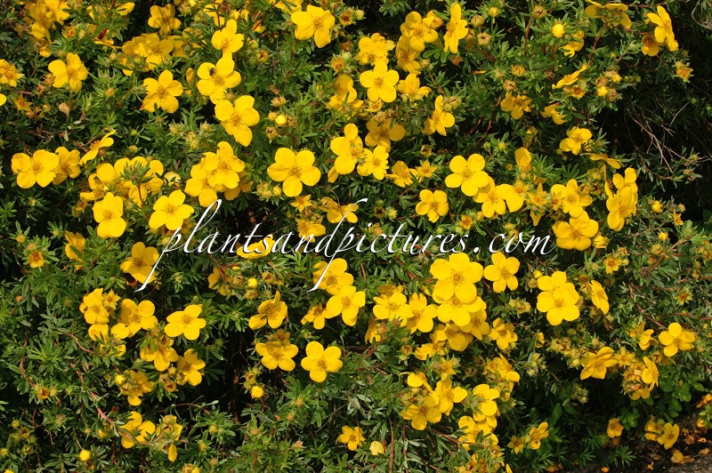 Potentilla fruticosa ‘Leuchtfeuer’