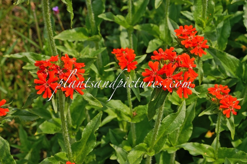 Lychnis arkwrightii ‘Vesuvius’