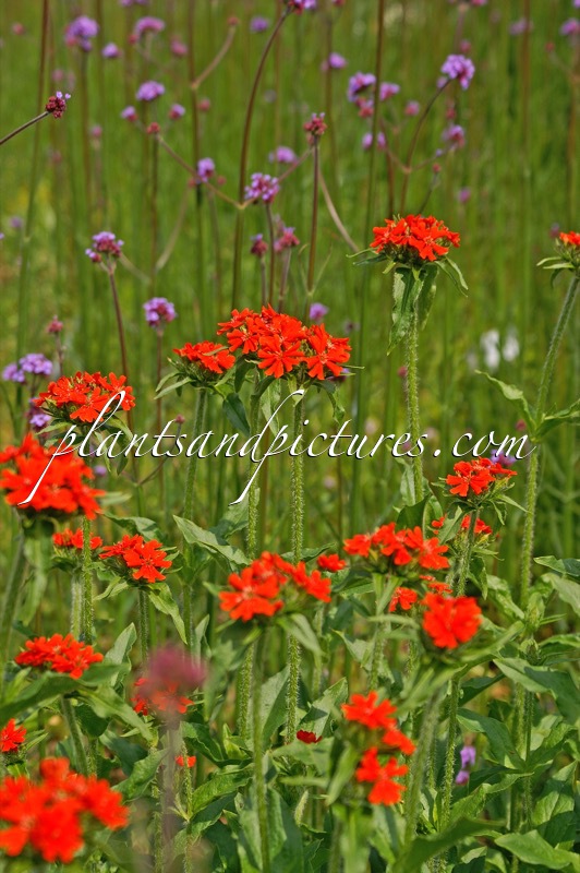 Lychnis arkwrightii ‘Vesuvius’